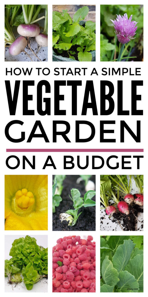 How To Start A Vegetable Garden On A Budget