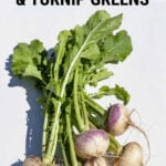 Freshly harvest turnips with turnip greens