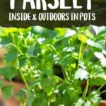parsley growing in pot