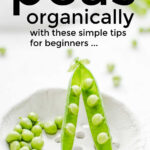 Grow Your Own Peas Organically