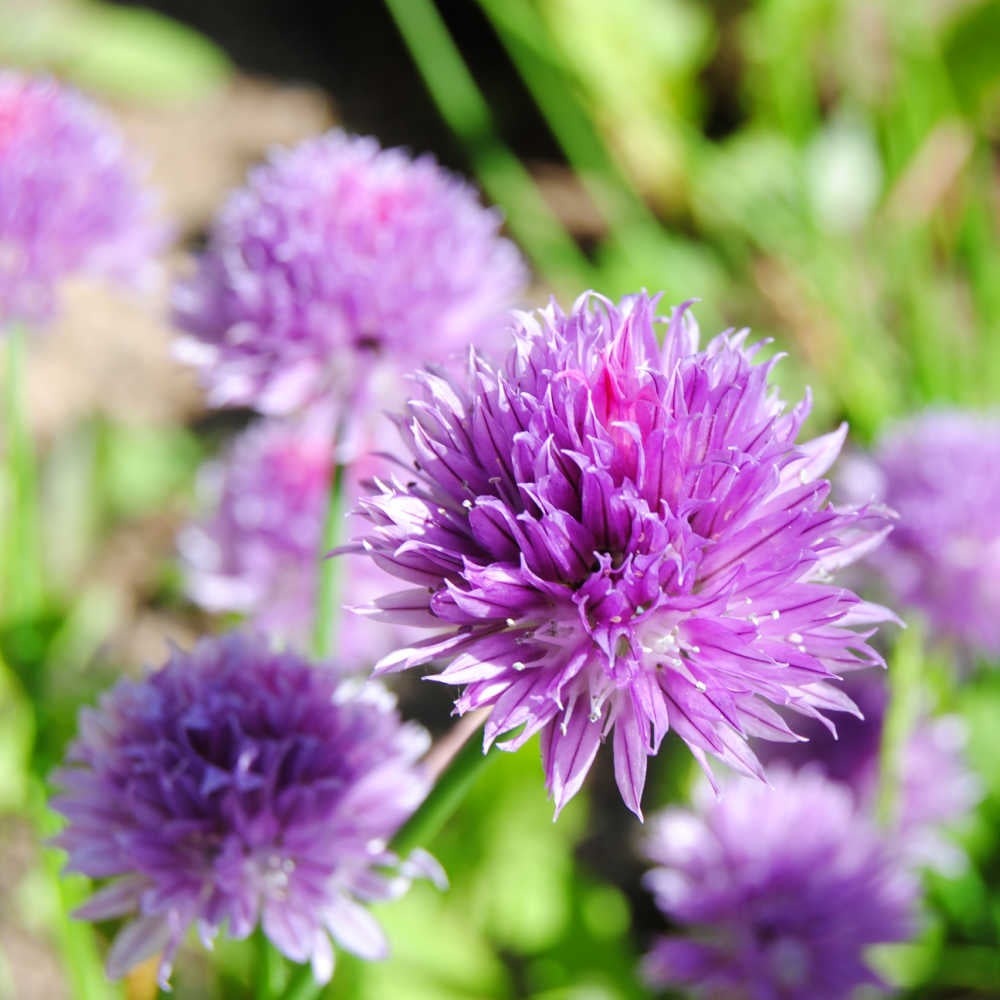 Growing Chives As Companion Plants