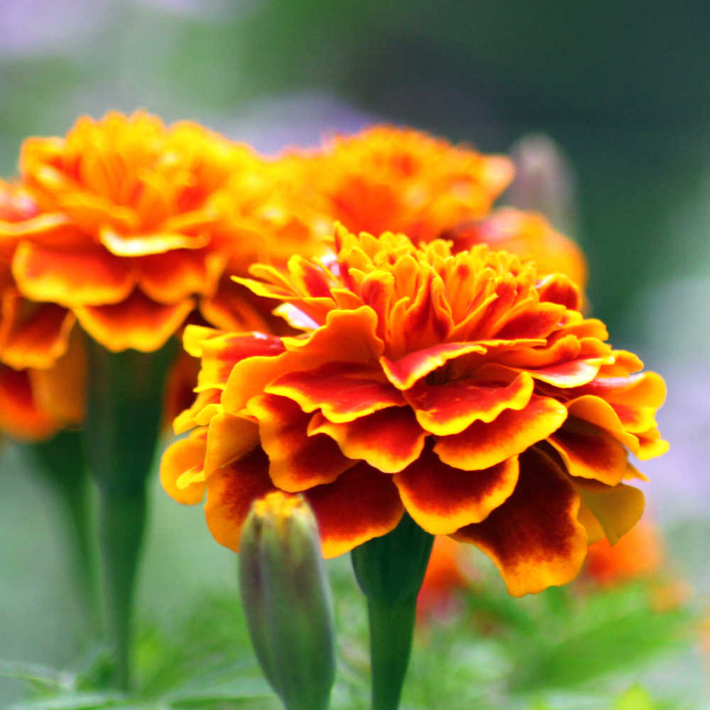 Growing Marigolds As Organic Pest Control