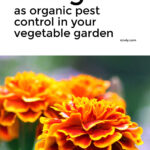 Growing Marigolds To Control Pests Organically