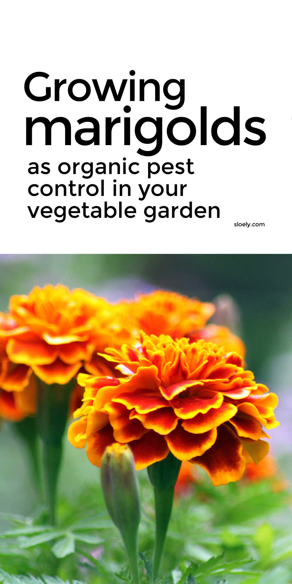 Growing Marigolds To Control Pests Organically