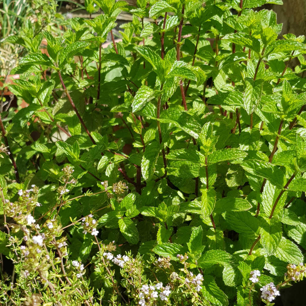 Growing mint from cuttings in pots