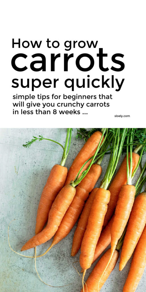 How To Grow Carrots Quickly