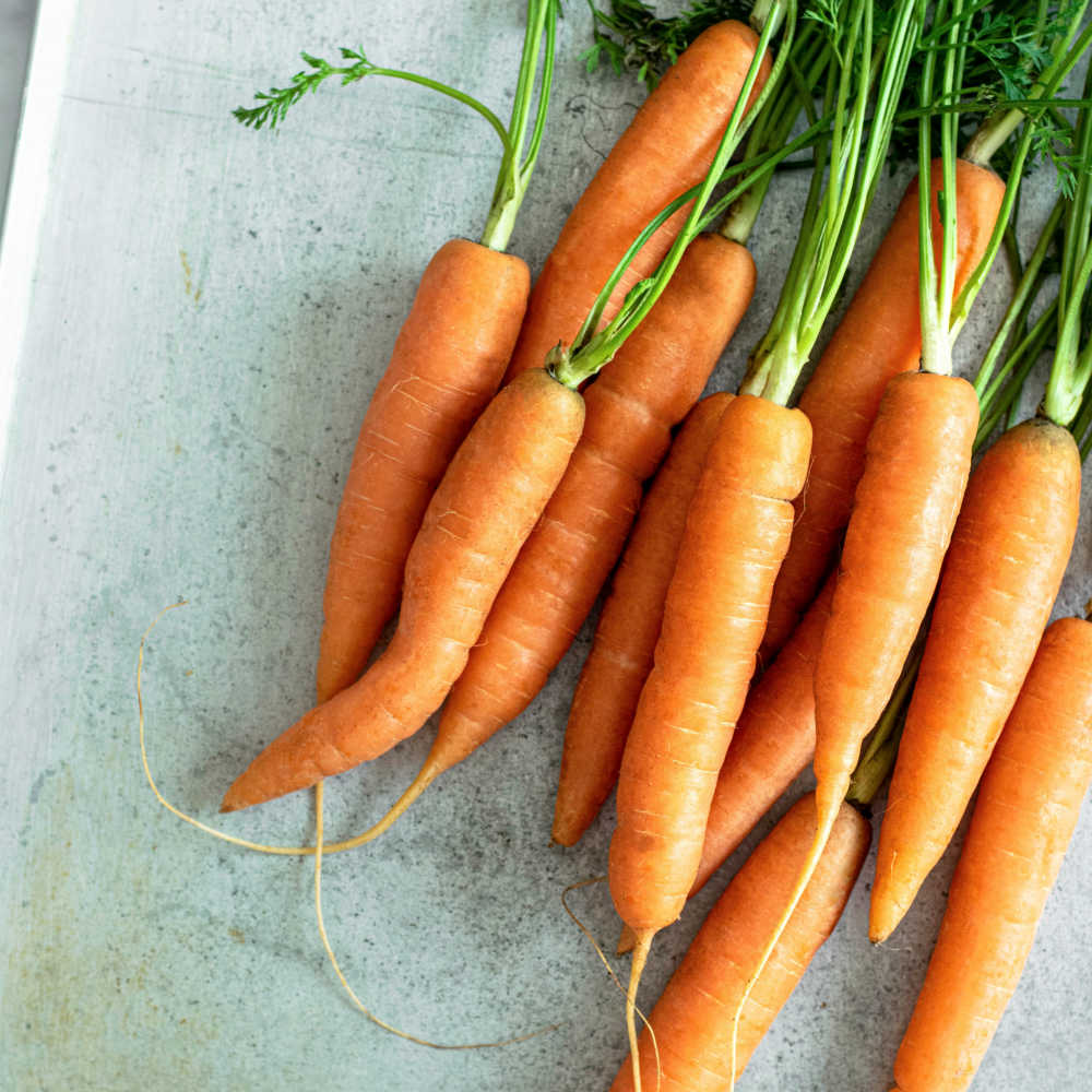How To Grow Carrots Quickly Organically