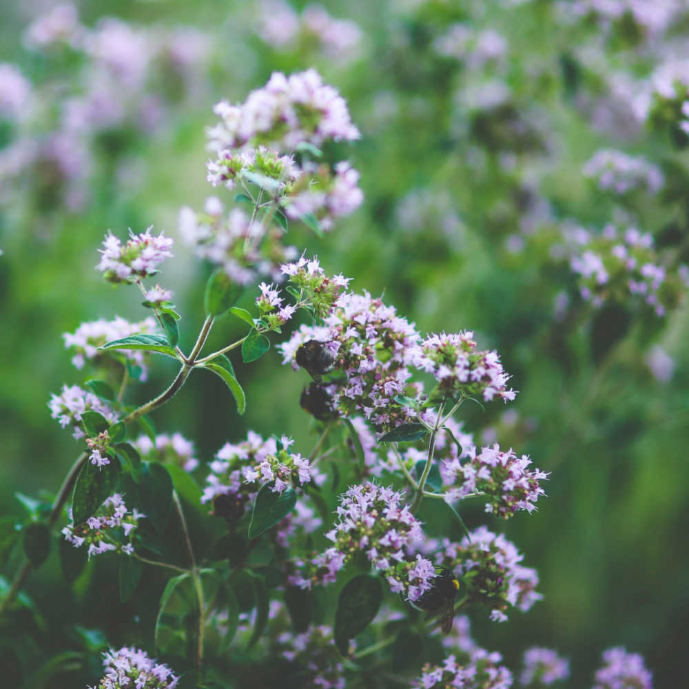 How To Grow Oregano For Medicine