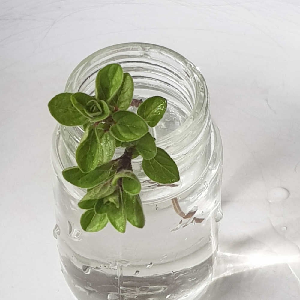 How To Grow Oregano From Cuttings