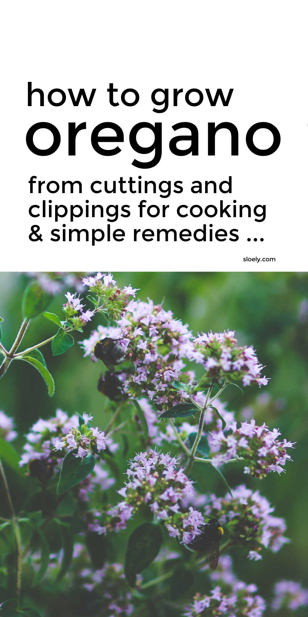 How To Grow Oregano From Cuttings And Seeds