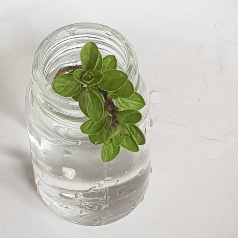 How To Grow Oregano In Water