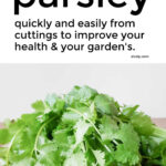 How To Grow Parsley Quickly From Cuttings