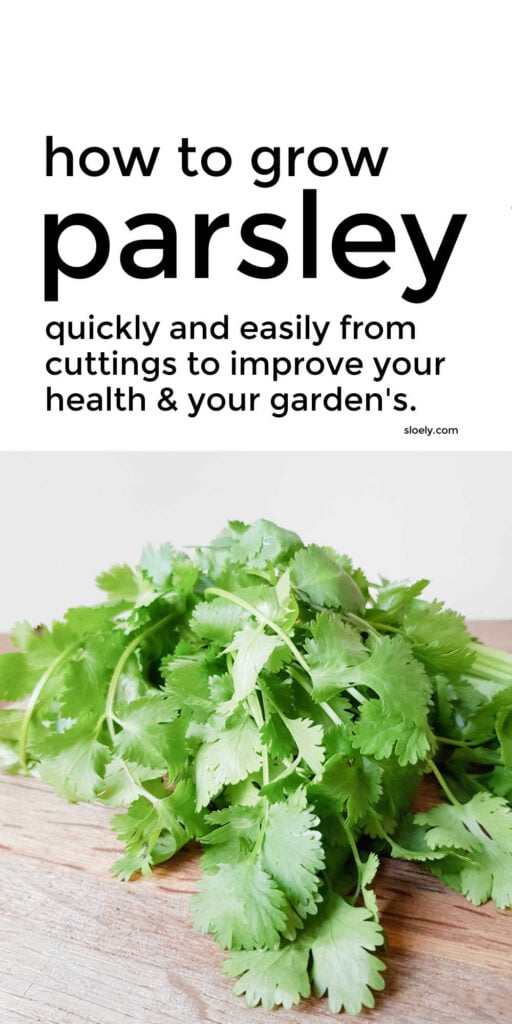 How To Grow Parsley Quickly From Cuttings