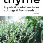 How To Grow Thyme In Containers From Cuttings