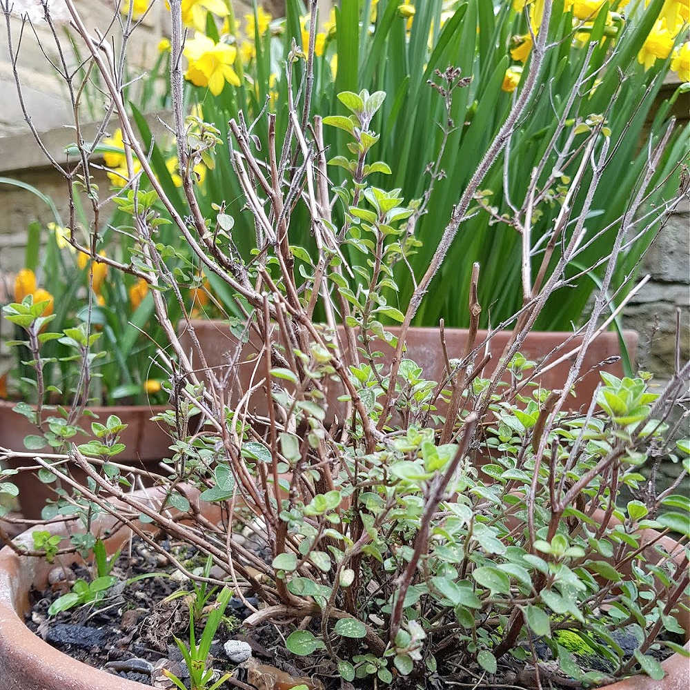 How To Prune Oregano