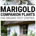 Collage of marigold flower with seeds and marigolds growing with companion plants in a cottage garden.