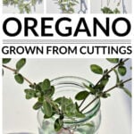 Oregano cuttings in water