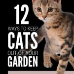 Keep Cats Out Of Garden
