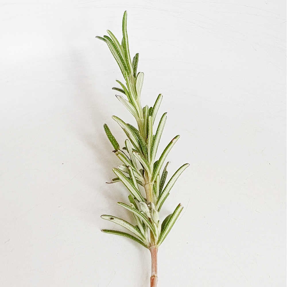 Growing Rosemary From Cuttings In Water