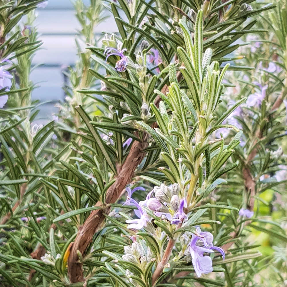 Growing Rosemary From Cuttings - Pruning