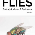 How To Get Rid Of Flies Quickly Indoors And Outdoors