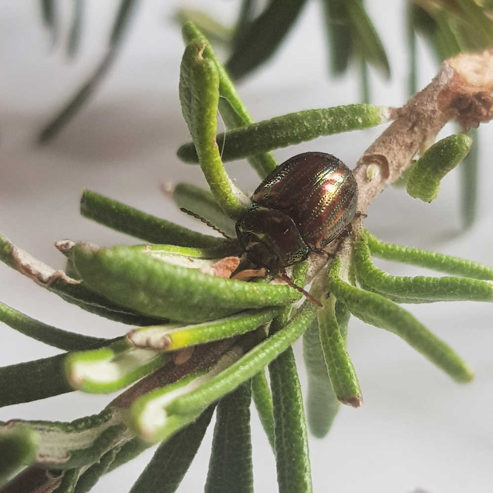 How To Get Rid Of Rosemary Beetles