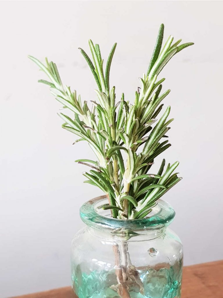How To Grow Rosemary From Cuttings In Water