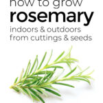 Growing Rosemary Indoors & Outside