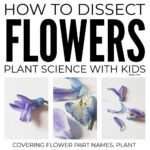 Dissecting Flower With Kids Plant Science Project