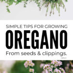 Growing Oregano From Seeds And Clippings