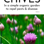 How To Grow Chives For An Organic Garden