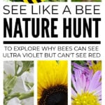 Nature Hunt For Kids - See Like A Bee