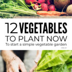Vegetables To Plant Now To Start A Garden