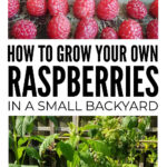 Growing Raspberries In A Small Backyard