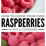 How To Grow Your Own Raspberries In Pots & Containers