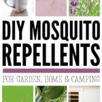 DIY Mosquito Repellents