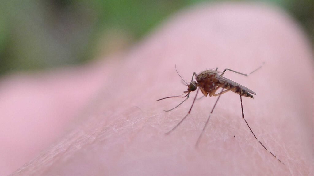 How To Stop Mosquito Bites
