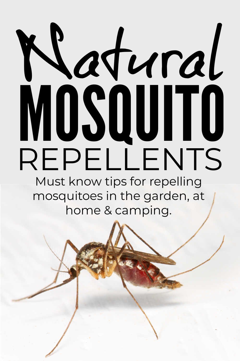 Natural Mosquito Repellents For The Garden & Camping