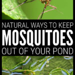 Natural Ways To Keep Mosquitoes Out Of Ponds