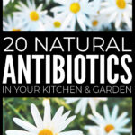 Natural Antibiotics In Your Kitchen & Garden