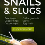 Best Ways To Get Rid Of Slugs And Snails