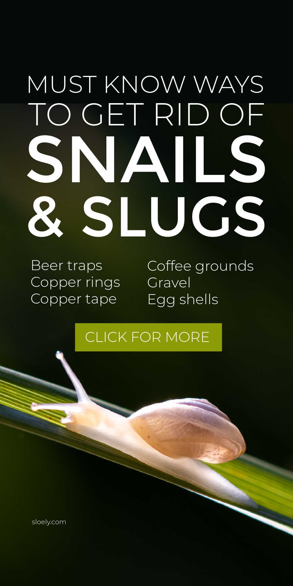 Get Rid Of Slugs And Snails Naturally