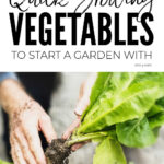 Quick Growing Vegetables For A New Vegetable Garden