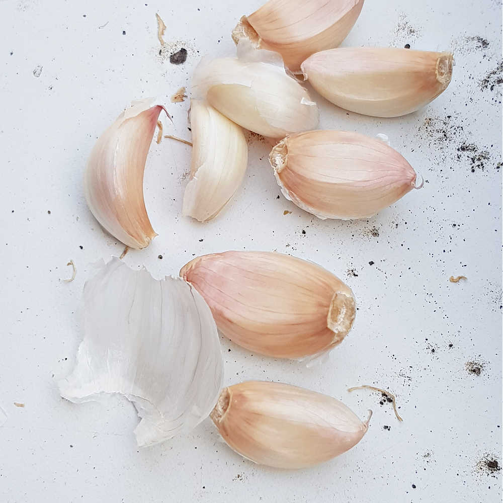 How To Plant Garlic To Repel Bugs