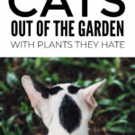 Keep Cats Out Of The Garden With Plants They Hate