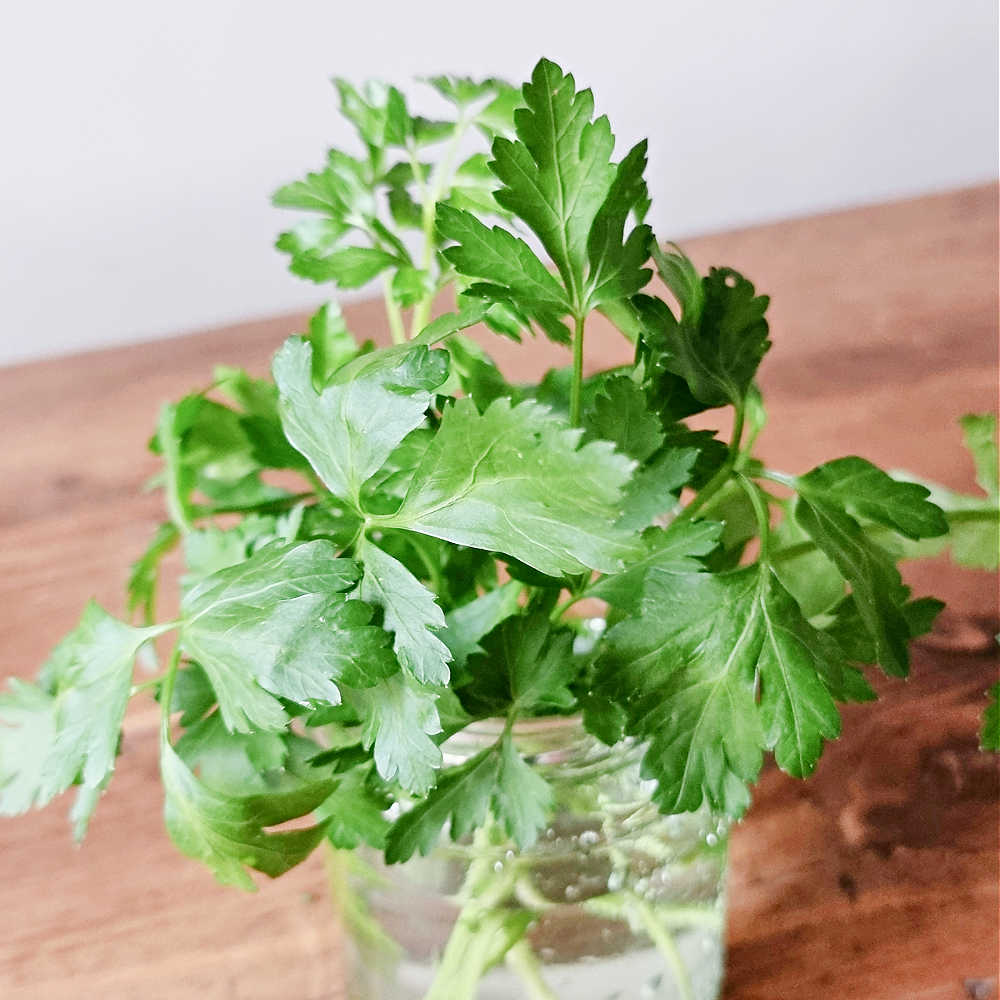 Parsley Water As A Natural Urinary Tract Infection Remedy