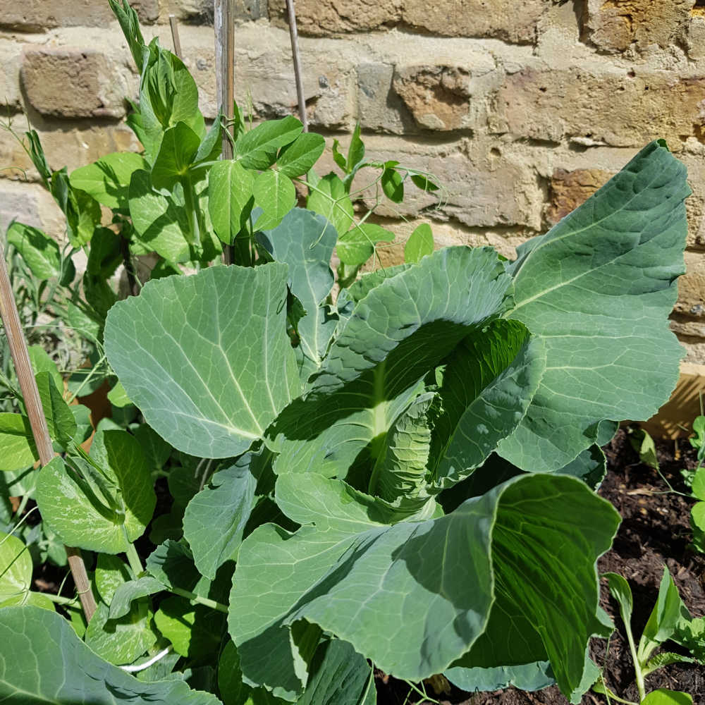Growing Collard Greens From Scraps And Stems