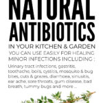 Guide To Natural Antibiotics