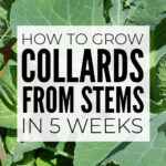 How To Grow Collards From The Stem