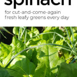 How To Grow Spinach For Beginners